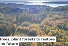 A long-running experiment is testing tree mixes to develop the healthiest forests. Mickey Pullen/Smithsonian Environmental Research Center